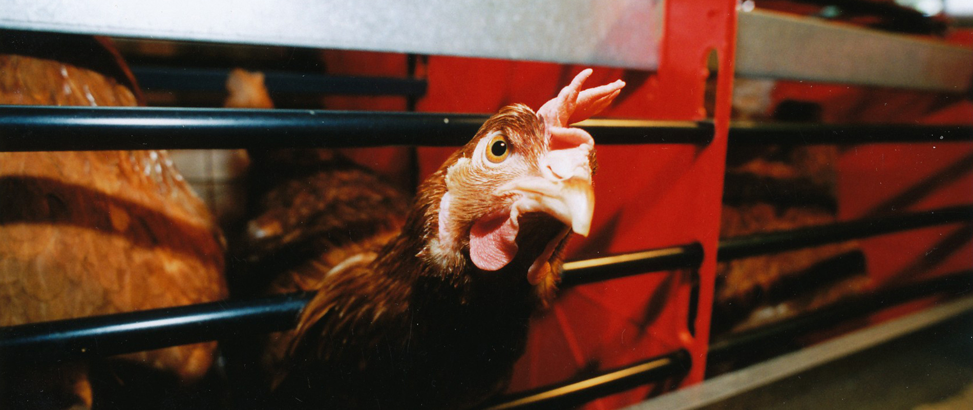 Høne i eggindustri | Om eggproduksjon i Norge | Landbruksdyr